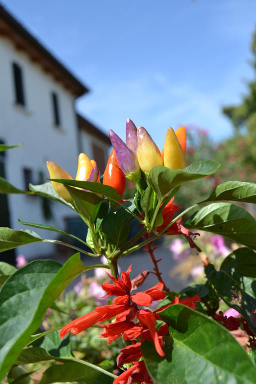 Country House Bucaneve Rovolon ภายนอก รูปภาพ